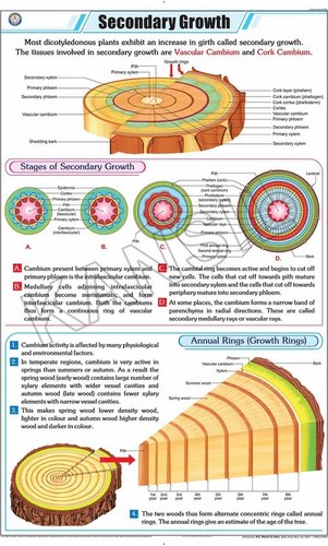 Secondary Growth Chart