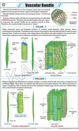 Vascular Bundle Chart