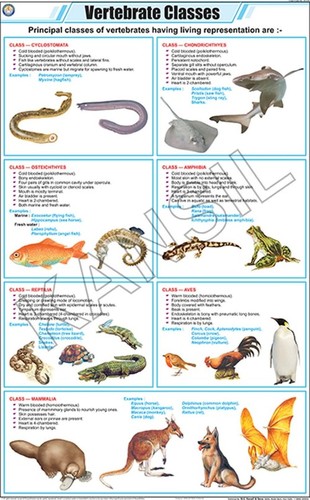 Vertebrate Classes Chart