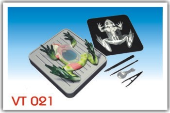 Simulated Frog Dissecting kit (VT021)