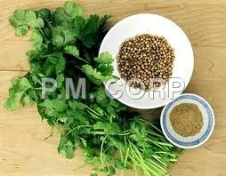 Coriander