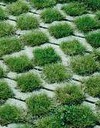 grass paver