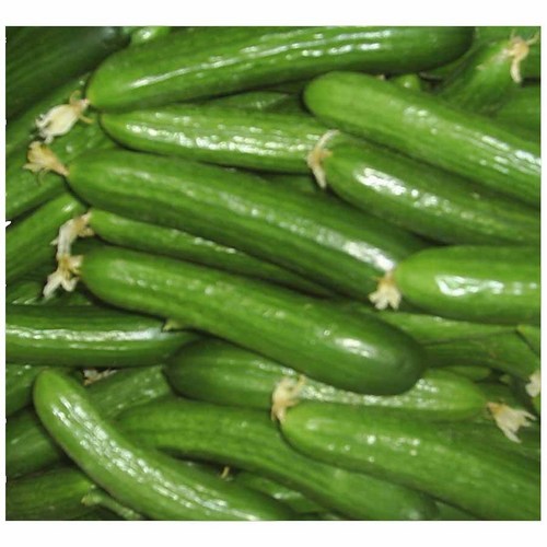 Cucumber
