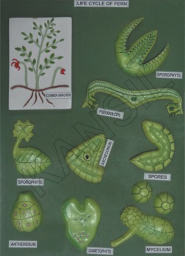 Fertilization And Angiosperms Model