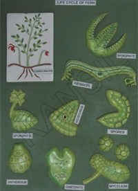 Fertilization & Angiosperms Model