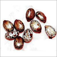 Castor Seed