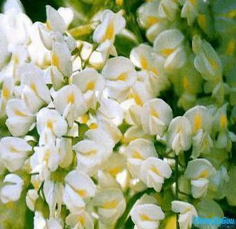 Essential Oils & Aromatics
