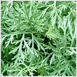 Davana Oil - Artemisia Pallens, Golden Yellow to Light Brown, Viscous Liquid, Optical Rotation +40 to +60, Aromatic Herbaceous Pine Odour