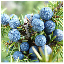 Juniper Berry Oil