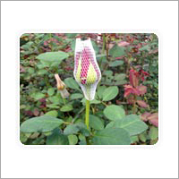 Bud Cap Nets