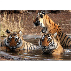 Royal Rajasthan Tours