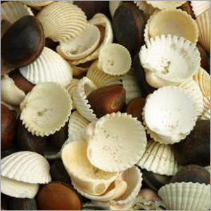 Clean Sea Shells