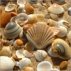 Sea Shells