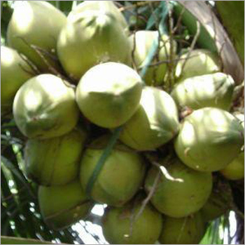 Coconut