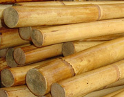 Andaman Cane