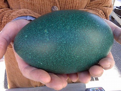 Emu Eggs
