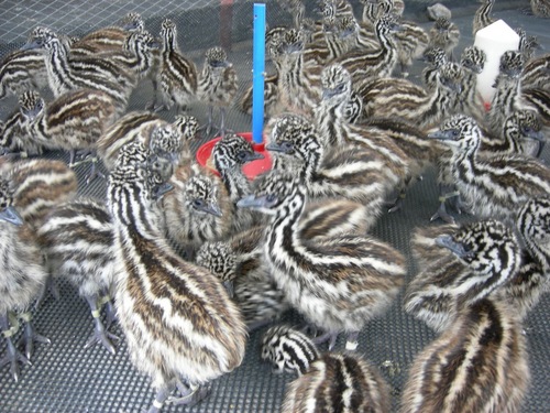 Emu Bird Chicks