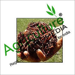 Micronutrient Fertilizers