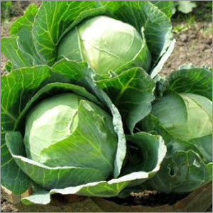 Fresh Preserved Vegetables