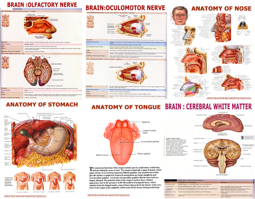 White And Brown Anatomical Charts