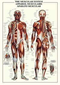 Anatomisches Diagramm-Buch