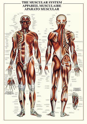 MODEL ON ANATOMY