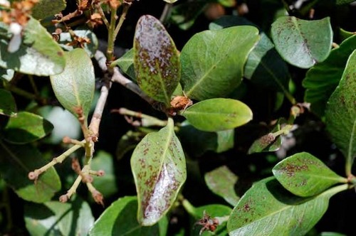 Thrips