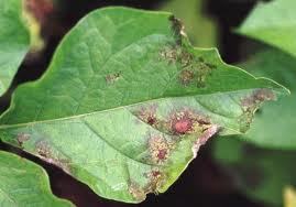 Blight