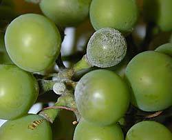 Grape Powdery Mildew