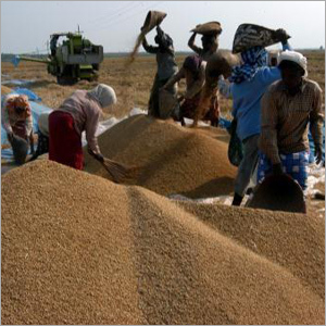 Swarna Rice