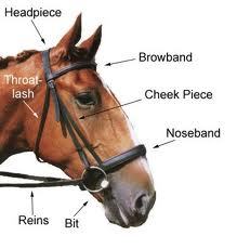 Horse hitch