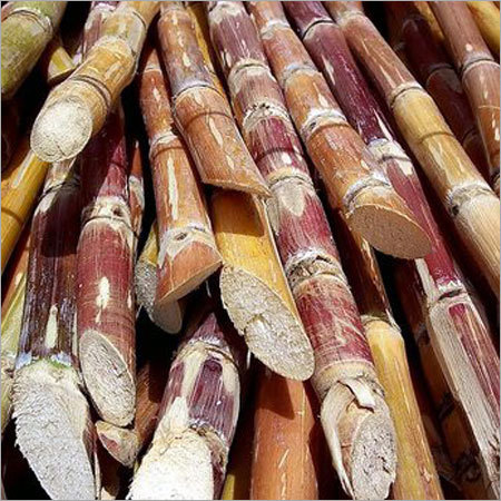 Sugarcane