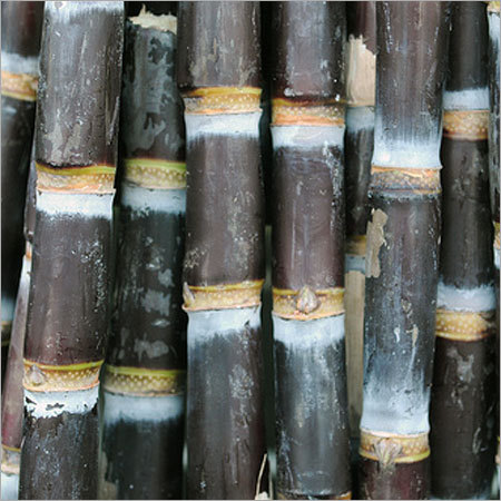 Sugarcane Ethanol