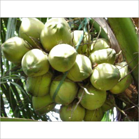 Coconut