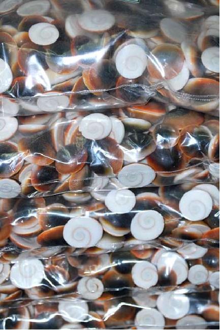 Sea Shell Products - Seashell Material, Varied Sizes, Round Shape, Brown | Natural, Unique Designs, Versatile, Eco-Friendly, Durable
