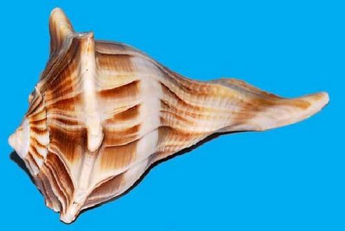Sea Shell Products - Seashell, Varied Dimensions, Brown | Unique Design, Natural Beauty, Collectible, Decorative, Smooth Texture