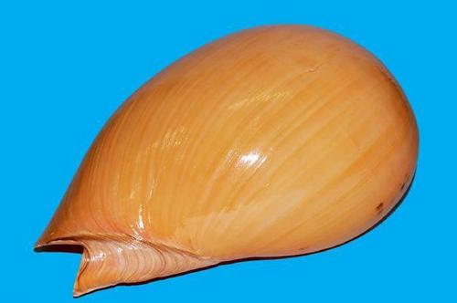 Sea Shell Handicrafts