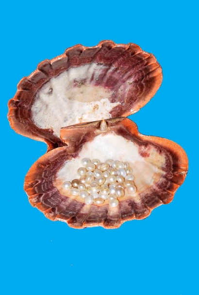 Seashell Products - Seashell and Cultured Pearl, Brown, Variable Dimensions | Natural Hinge Closure, Elegant Design, Sustainable Unique Gift
