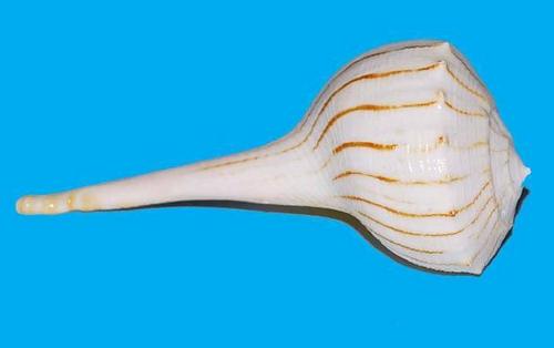 Sangu - Seashell, Varied Dimensions, Off-White | Unique Design, Durable Material, Elegant Aesthetic, Collectible, Intricate Detail, Smooth Texture