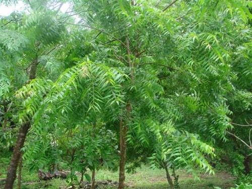 Neem