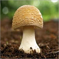 Fresh Mushroom
