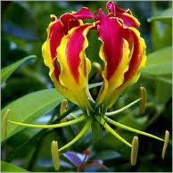 Gloriosa Plant
