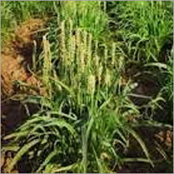 Medicinal Plant Isabgol