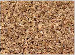 celery seeds