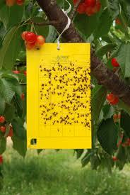 Yellow Sticky Traps