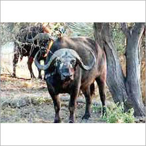 Forest Indian Buffalo