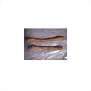 Dried Trachea
