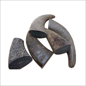 Buffalo Solid Horn
