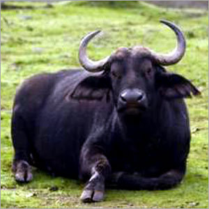 Indian Buffalo