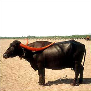 Buffalo Long Horn